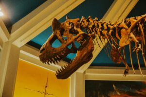 Dinosaur skeleton from the Dinosaur theme park ride at Disney's Animal Kingdom